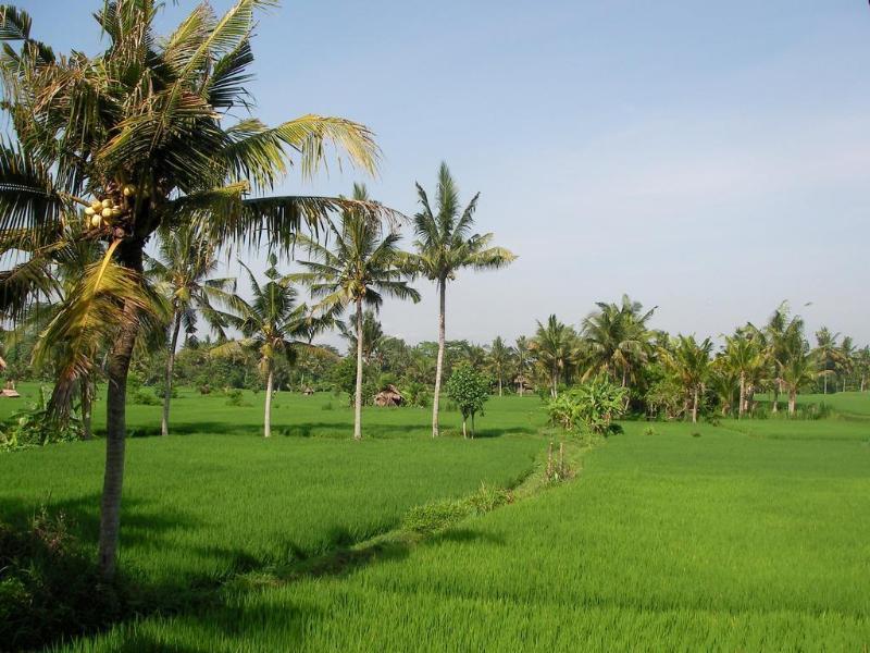 Green Field Hotel And Bungalow Ubud  Luaran gambar
