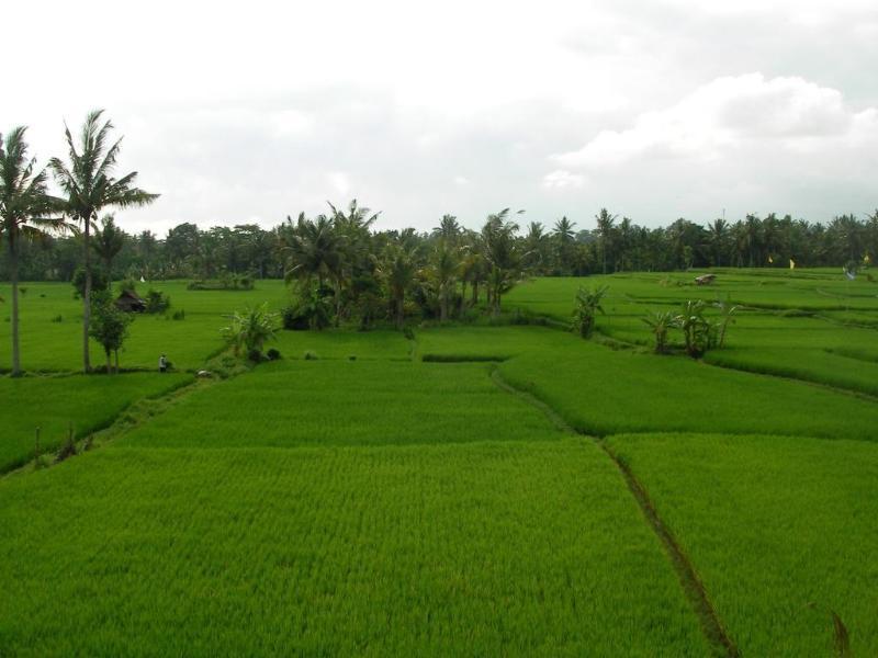 Green Field Hotel And Bungalow Ubud  Luaran gambar