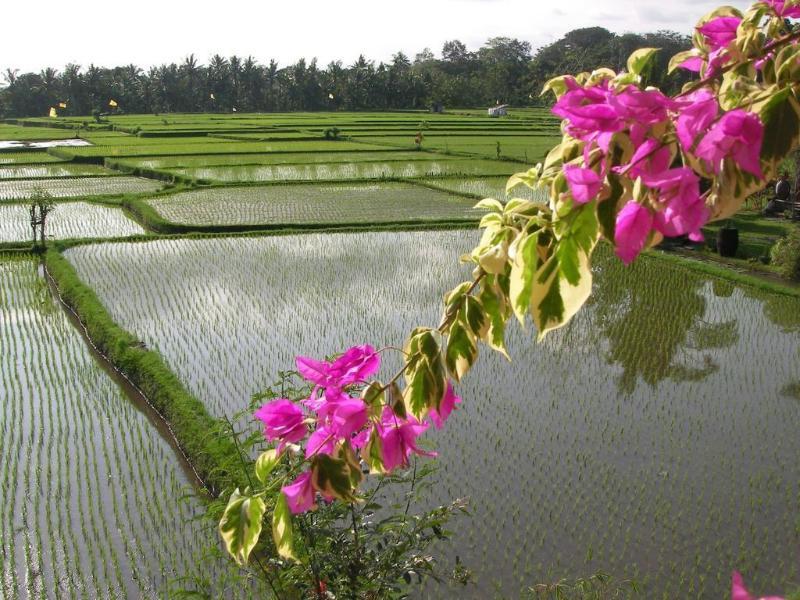 Green Field Hotel And Bungalow Ubud  Luaran gambar
